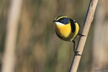 7 colores desde todos los ángulos