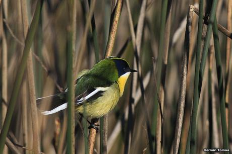 7 colores desde todos los ángulos