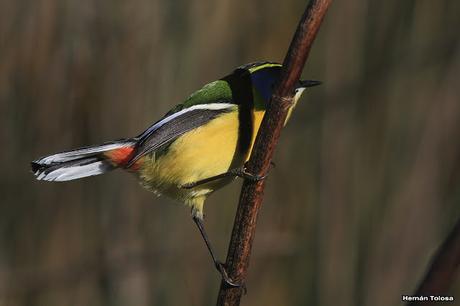 7 colores desde todos los ángulos