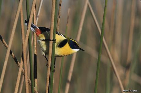 7 colores desde todos los ángulos