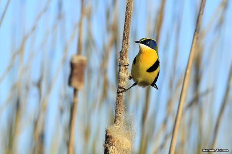 7 colores desde todos los ángulos