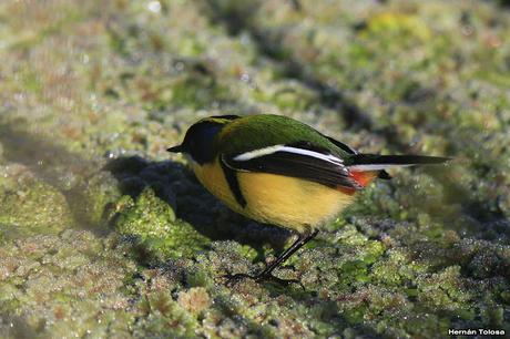 7 colores desde todos los ángulos