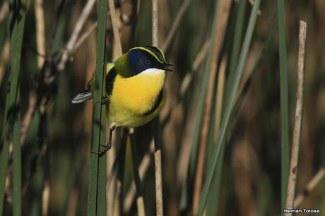 7 colores desde todos los ángulos