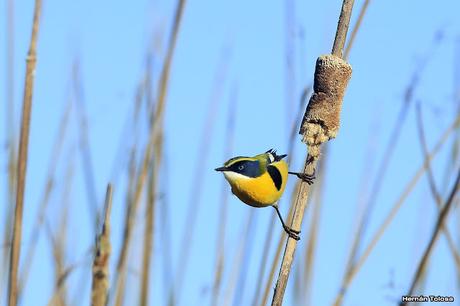 7 colores desde todos los ángulos
