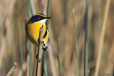 7 colores desde todos los ángulos