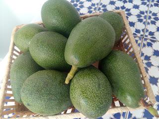 TORTILLA DE AGUACATE Y ATUN TORTILLA DE AGUACATE Y ATUN