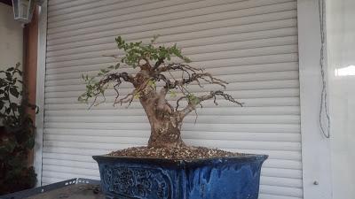 Olmo Comun :primeros alambrados Olmo Comun :primeros alambrados