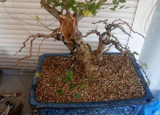 Olmo Comun :primeros alambrados Olmo Comun :primeros alambrados