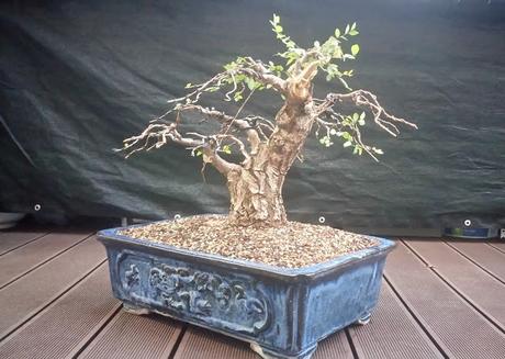 Olmo Comun :primeros alambrados Olmo Comun :primeros alambrados