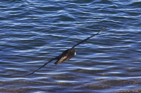 La tarde de los petreles