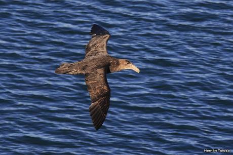 La tarde de los petreles