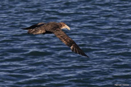 La tarde de los petreles