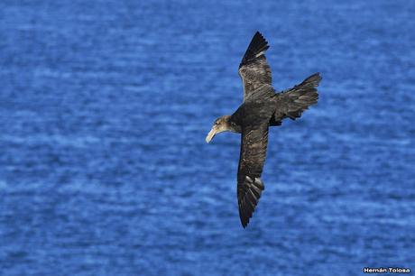 La tarde de los petreles