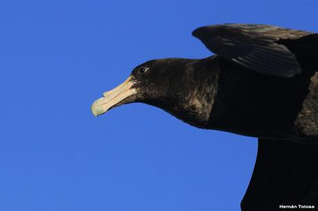 La tarde de los petreles