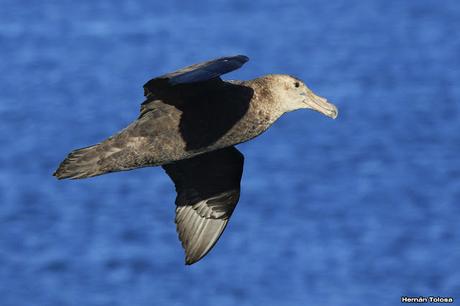 La tarde de los petreles
