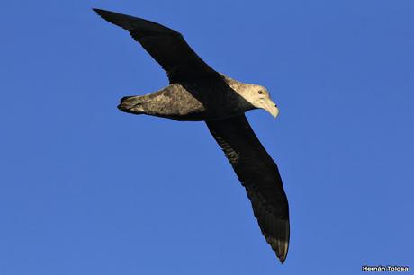 La tarde de los petreles