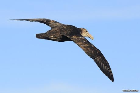 La tarde de los petreles