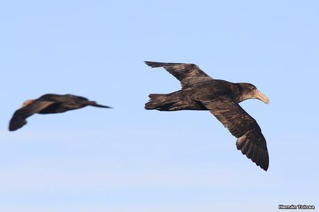 La tarde de los petreles