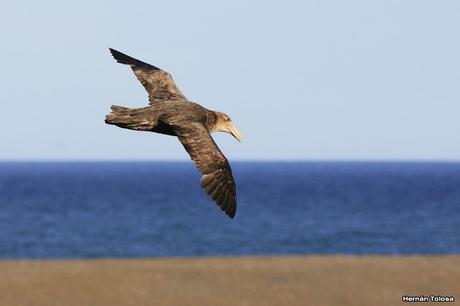 La tarde de los petreles
