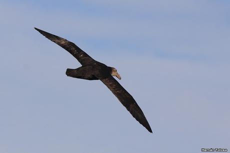 La tarde de los petreles