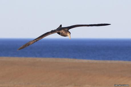 La tarde de los petreles