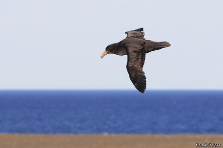 La tarde de los petreles