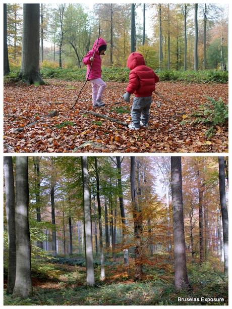 Forêt de Soignes - Zoniënwoud