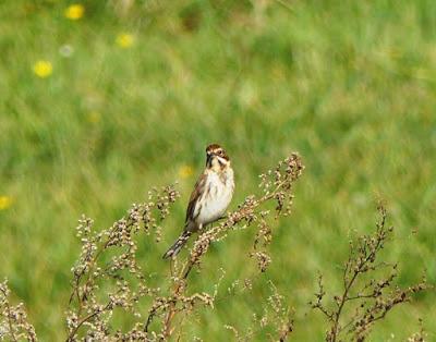Los palustres, otra temporada