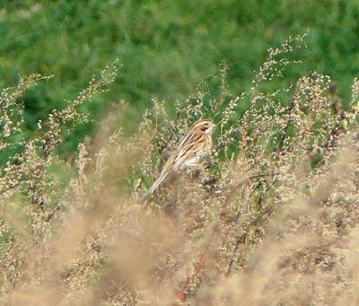 Los palustres, otra temporada