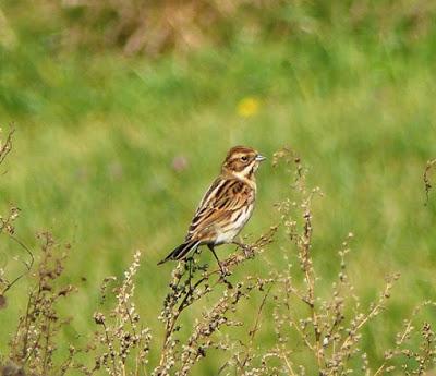 Los palustres, otra temporada