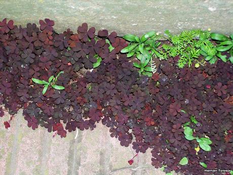 Vinagrillo rastrero colorado (Oxalis corniculata var. atropurpurea)