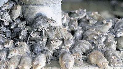 ratas--entre-las-especies-que-dominara-el-mundo-si-los-humanos-desaparecieran
