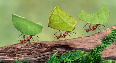 hormigas--entre-las-especies-que-dominara-el-mundo-si-los-humanos-desaparecieran