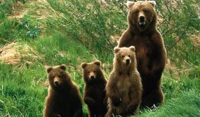 osos--entre-las-especies-que-dominara-el-mundo-si-los-humanos-desaparecieran