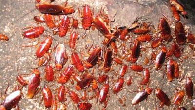 cucarachas--entre-las-especies-que-dominara-el-mundo-si-los-humanos-desaparecieran