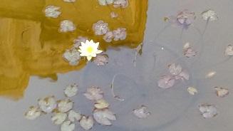 Próximo curso Shambhala: La bondad fundamental de la realidad (del 10 al 12 de noviembre)