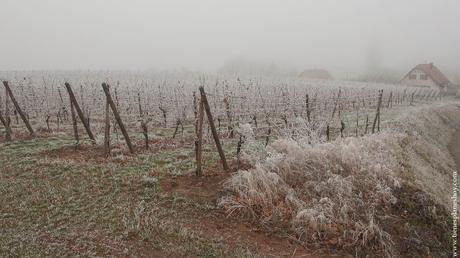 Mittelbergheim viñedos Alsacia Navidad