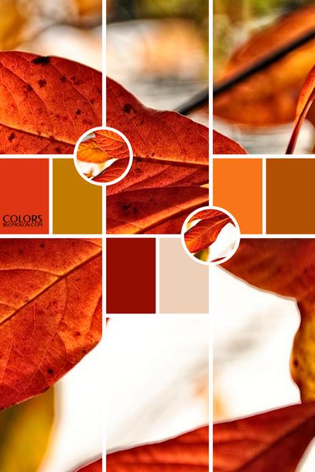 Paletas De Colores 19 Variedad De Temporada