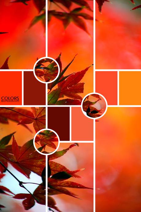 Paletas De Colores 19 Variedad De Temporada