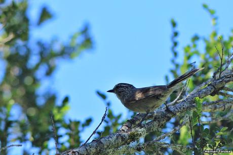 Coludito cola negra (Leptasthenura aegithaloides)