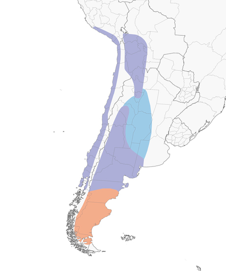 Coludito cola negra (Leptasthenura aegithaloides)