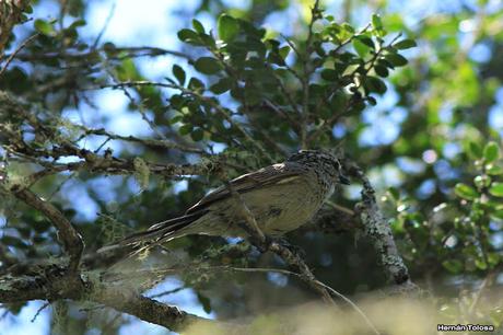 Coludito cola negra (Leptasthenura aegithaloides)