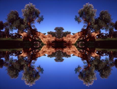 Alberi Riflessivi