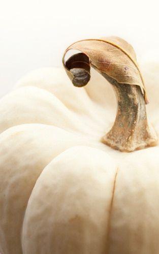 Mi preferida es la Patisson…