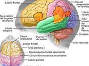 Anatomía cerebral