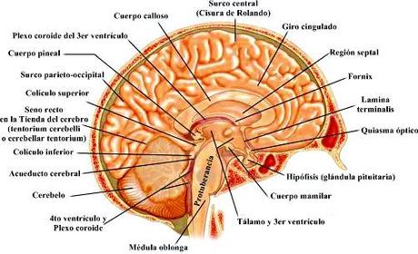 ANATOMÍA CEREBRAL