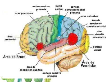 ANATOMÍA CEREBRAL