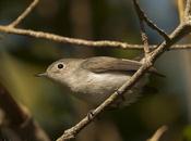 Perlita Grisilla (Blue-grey Gnatcatcher) Polioptila caerulea (Linnaeus, 1766)