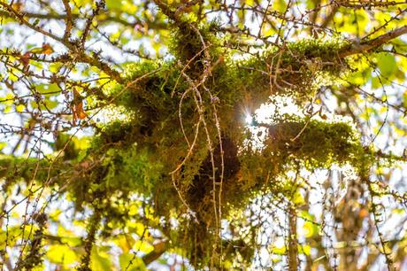 Selva de Irati España, Navarra, Pirineo