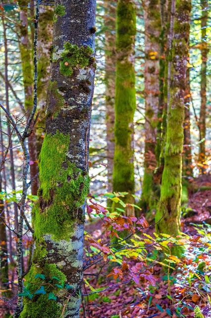 Selva de Irati España, Navarra, Pirineo